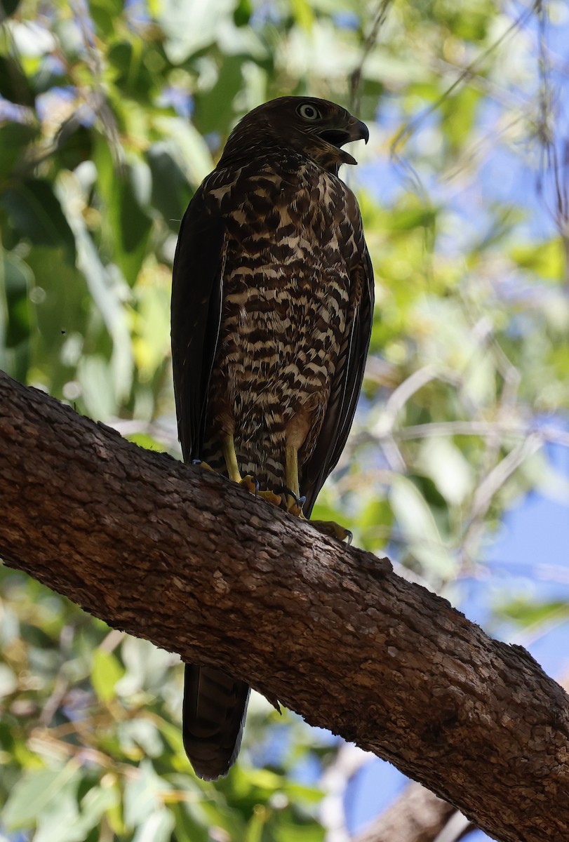 Brown Goshawk - ML630950437