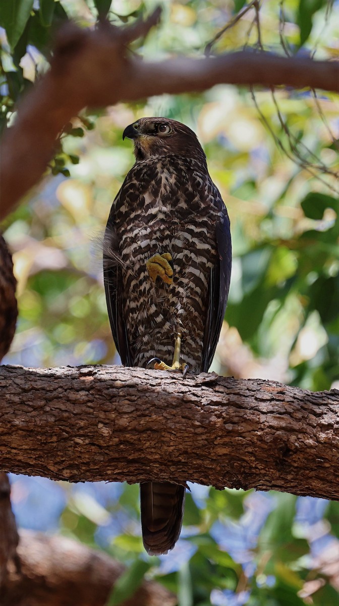 Brown Goshawk - ML630950438
