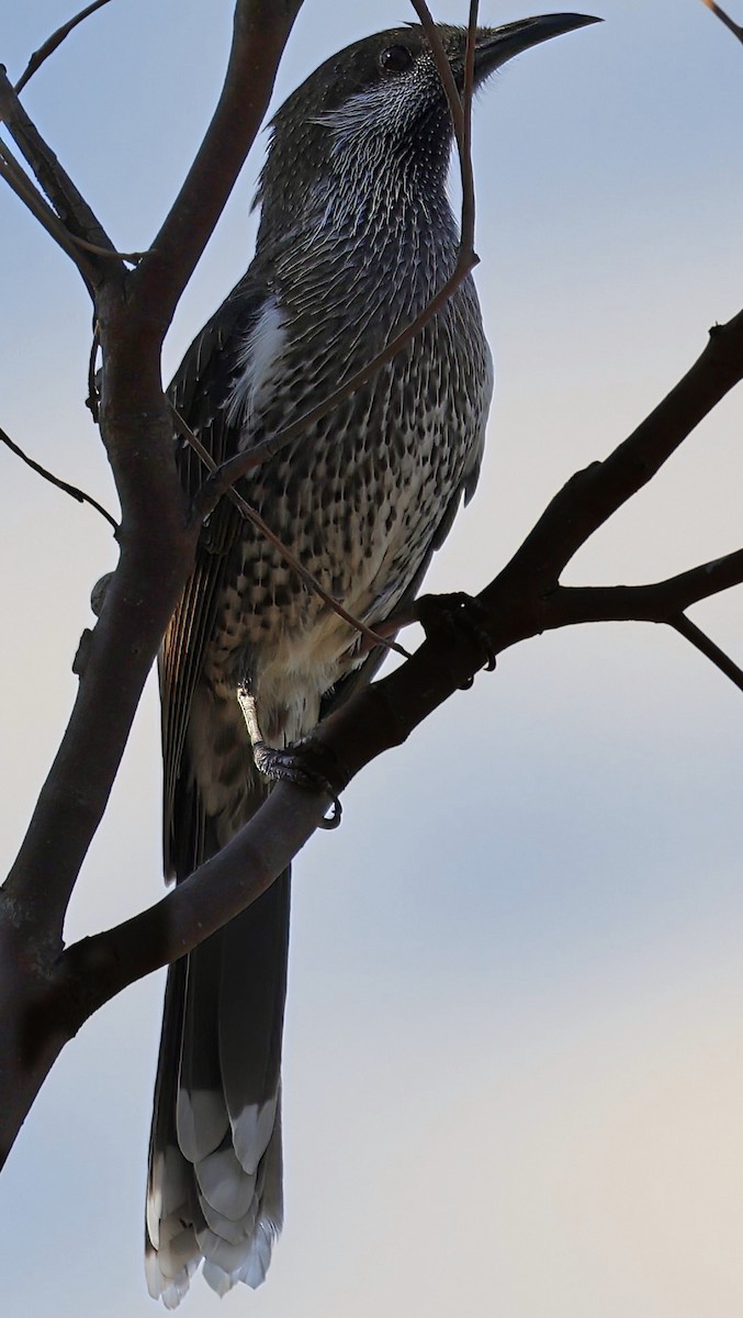 Western Wattlebird - ML630950500