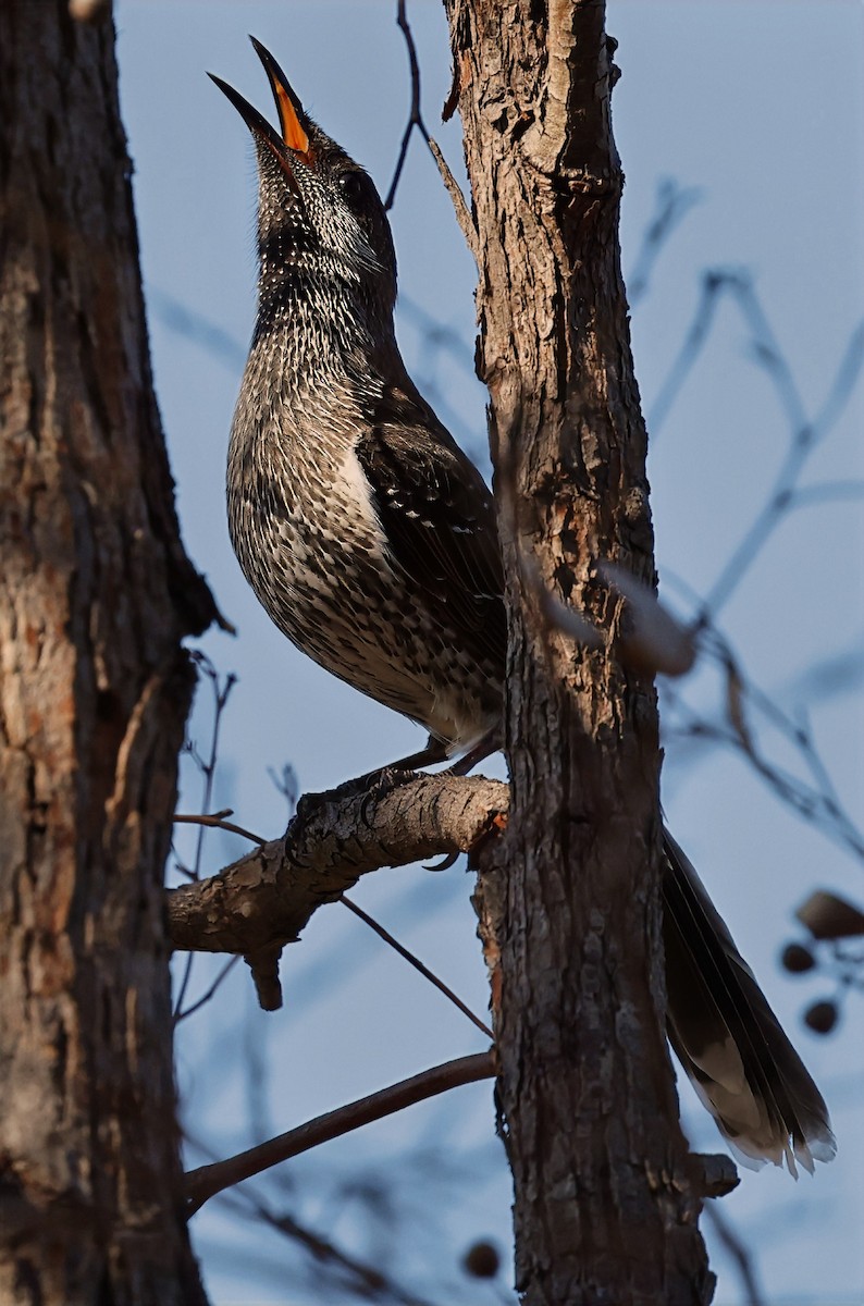 Western Wattlebird - ML630950501
