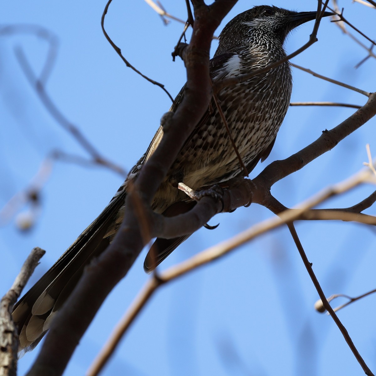 Western Wattlebird - ML630950502