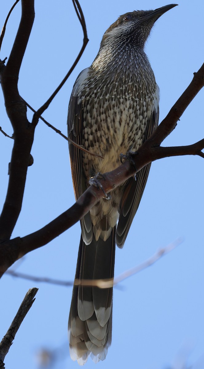 Western Wattlebird - ML630950504