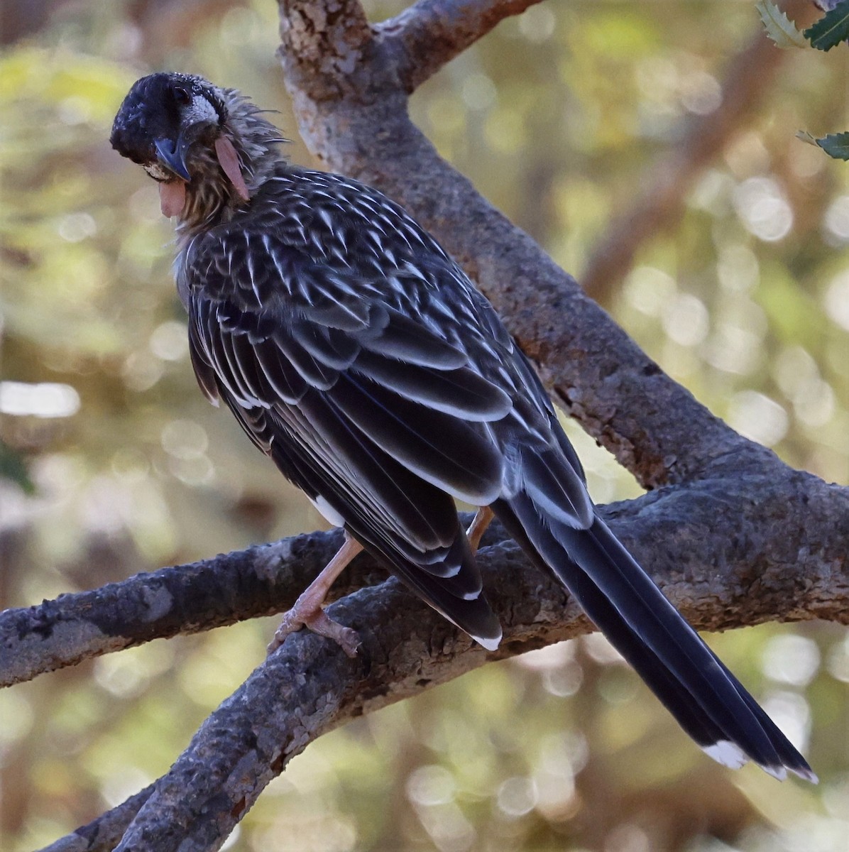 Red Wattlebird - ML630950517