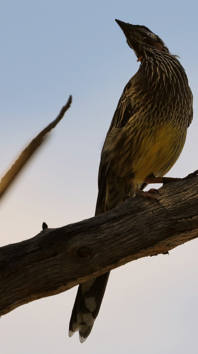 Red Wattlebird - ML630950518
