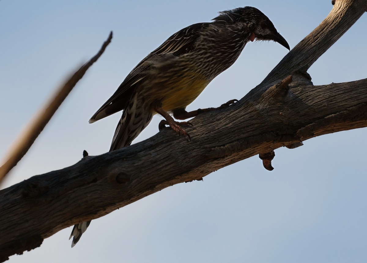 Red Wattlebird - ML630950519