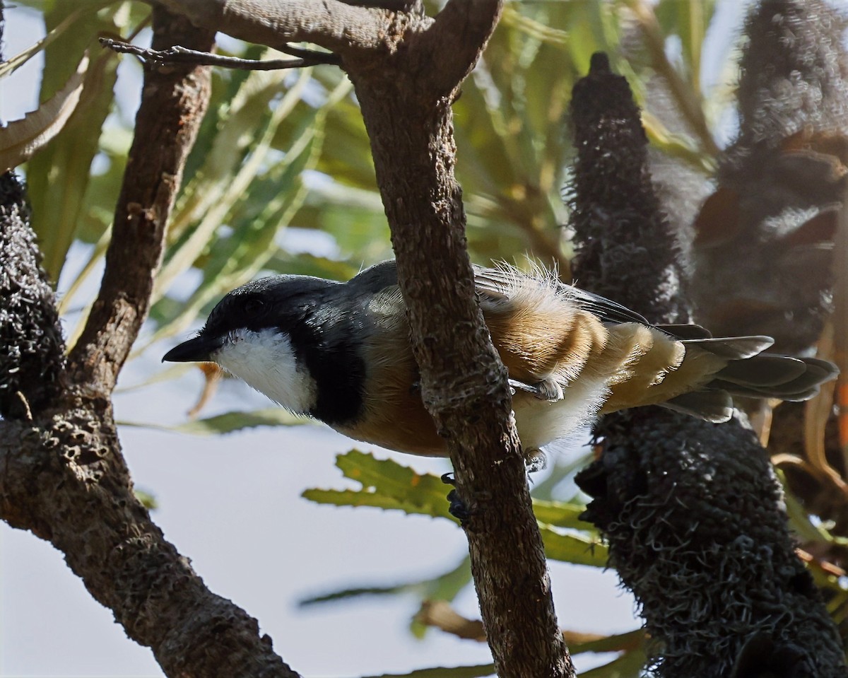 Rufous Whistler - ML630950530
