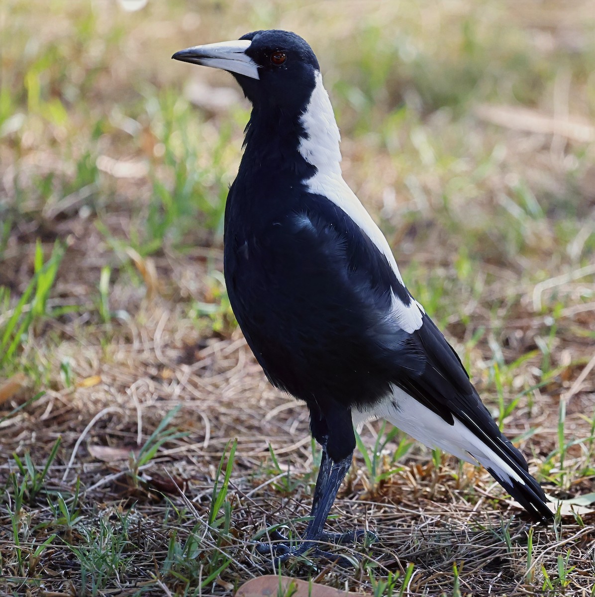 Australian Magpie - ML630950537