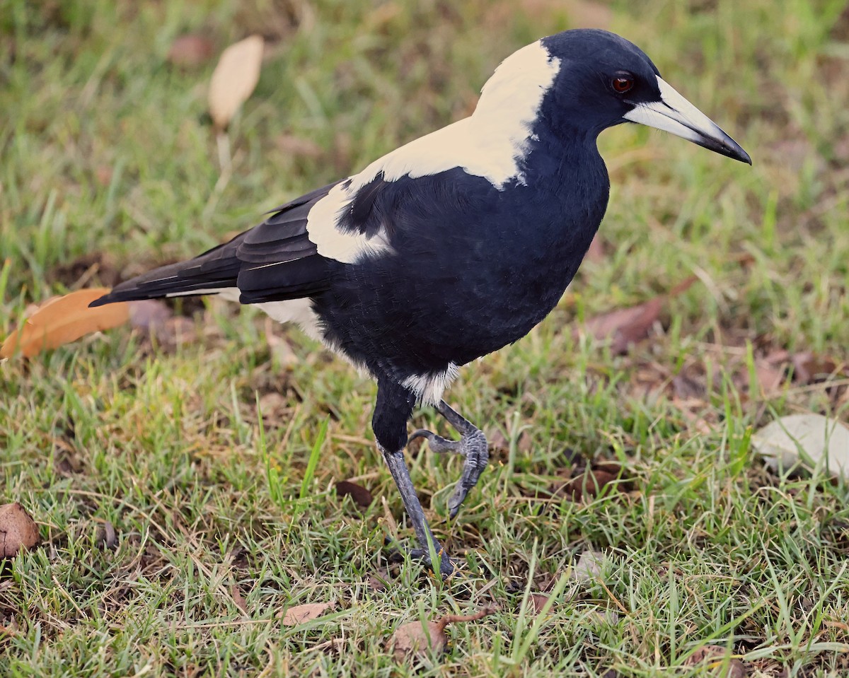 Australian Magpie - ML630950538