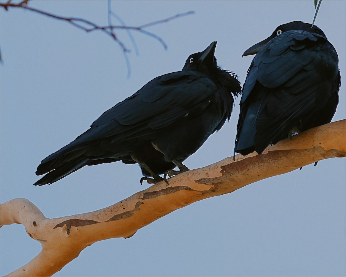 Australian Raven - ML630950558