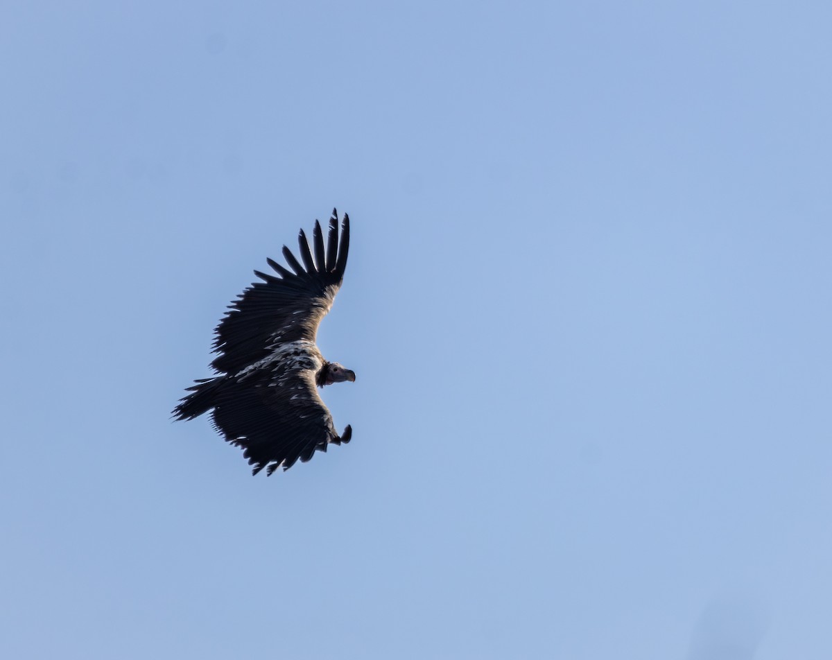 Lappet-faced Vulture - ML630950659