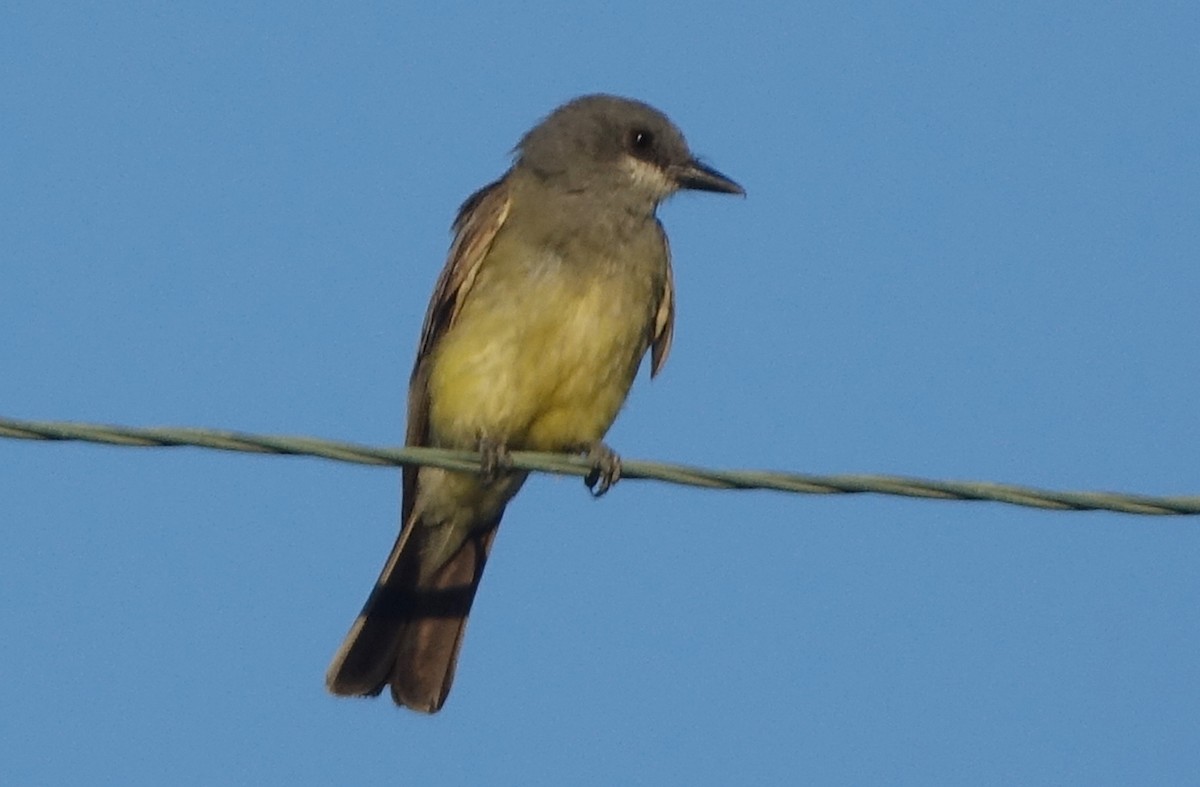 Cassin's Kingbird - ML63095091