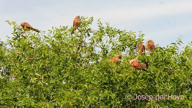 Lesser Kestrel - ML630950933