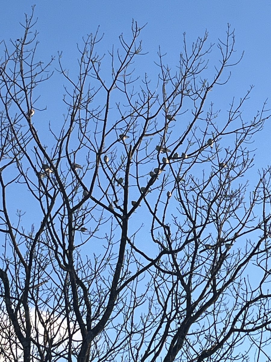 Snow Bunting - ML630951055