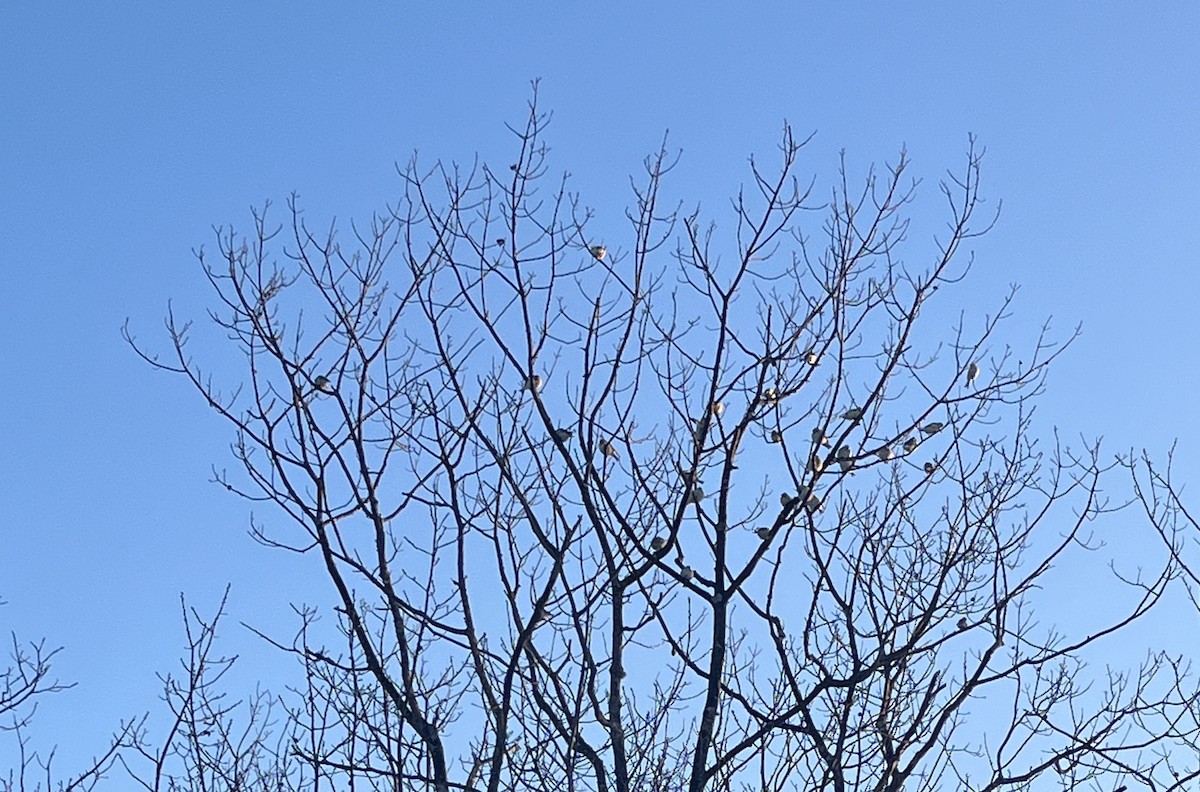 Snow Bunting - ML630951108