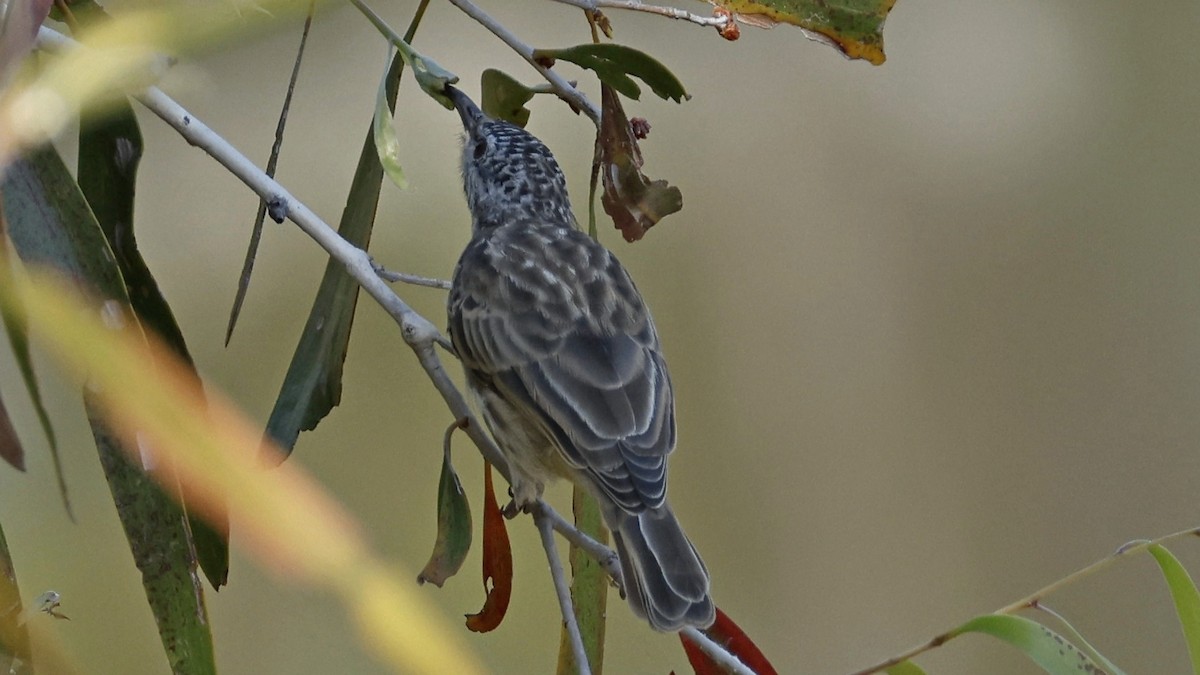 Bar-breasted Honeyeater - ML630951162