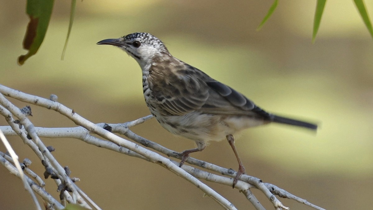 Bar-breasted Honeyeater - ML630951163