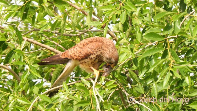 Lesser Kestrel - ML630951166