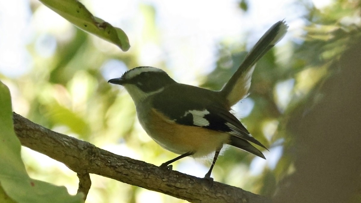 Buff-sided Robin - ML630951173