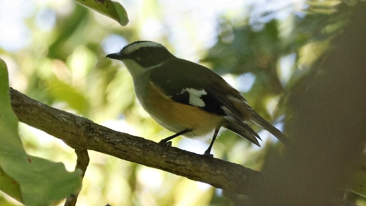 Buff-sided Robin - ML630951178