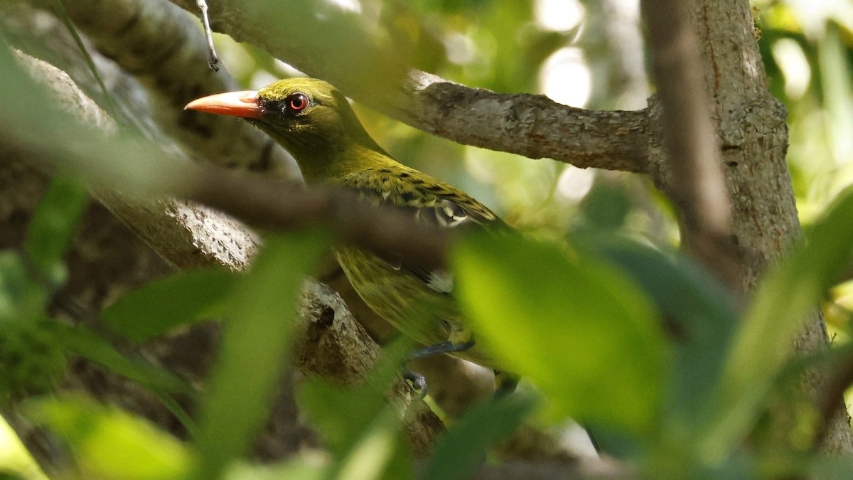 Olive-backed Oriole - ML630951181