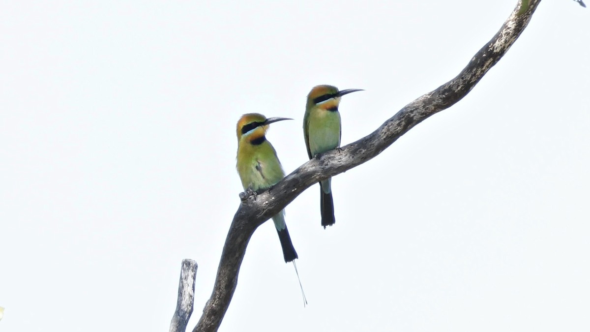 Rainbow Bee-eater - ML630951185