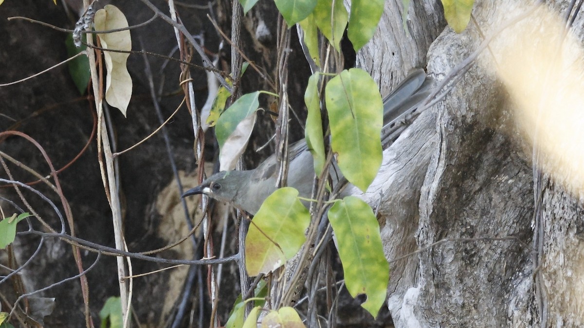 White-gaped Honeyeater - ML630951186