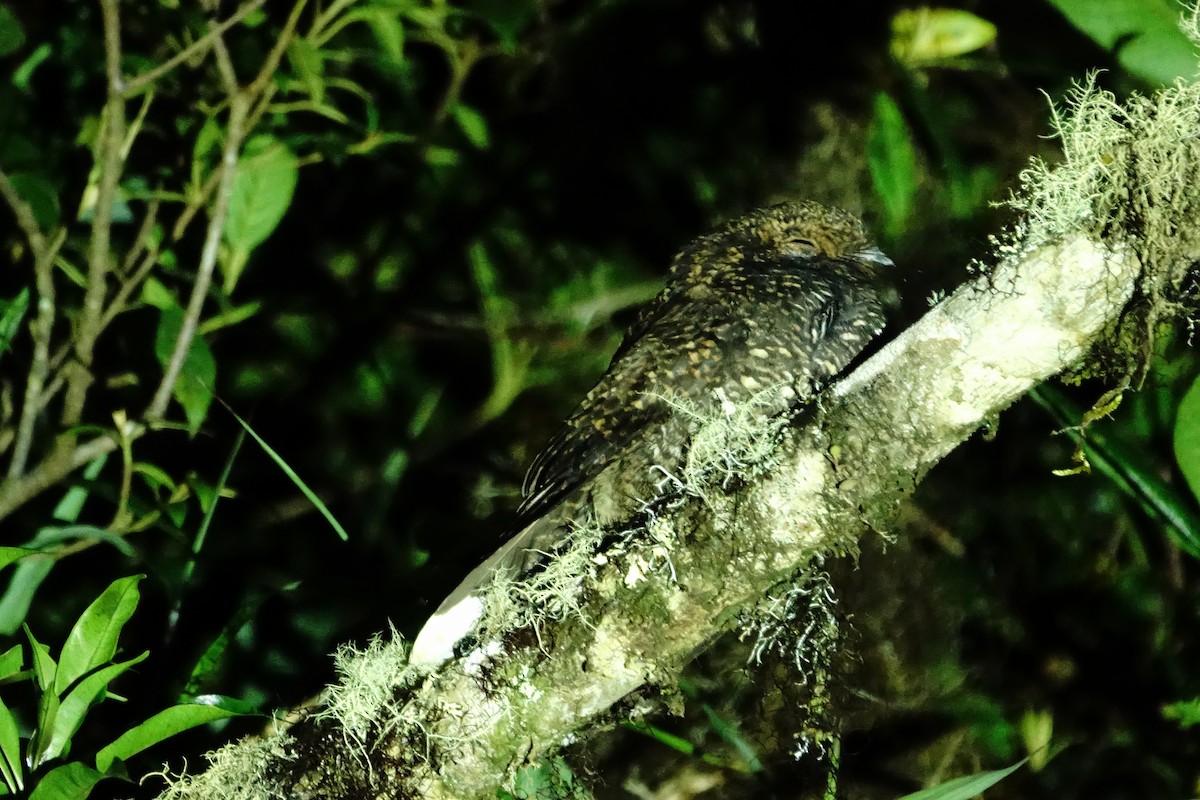Dusky Nightjar - ML630951241