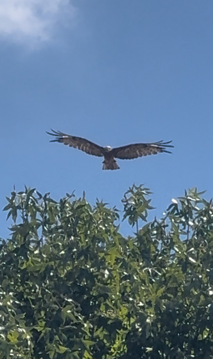 Square-tailed Kite - ML630951465