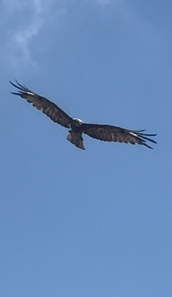 Square-tailed Kite - ML630951466