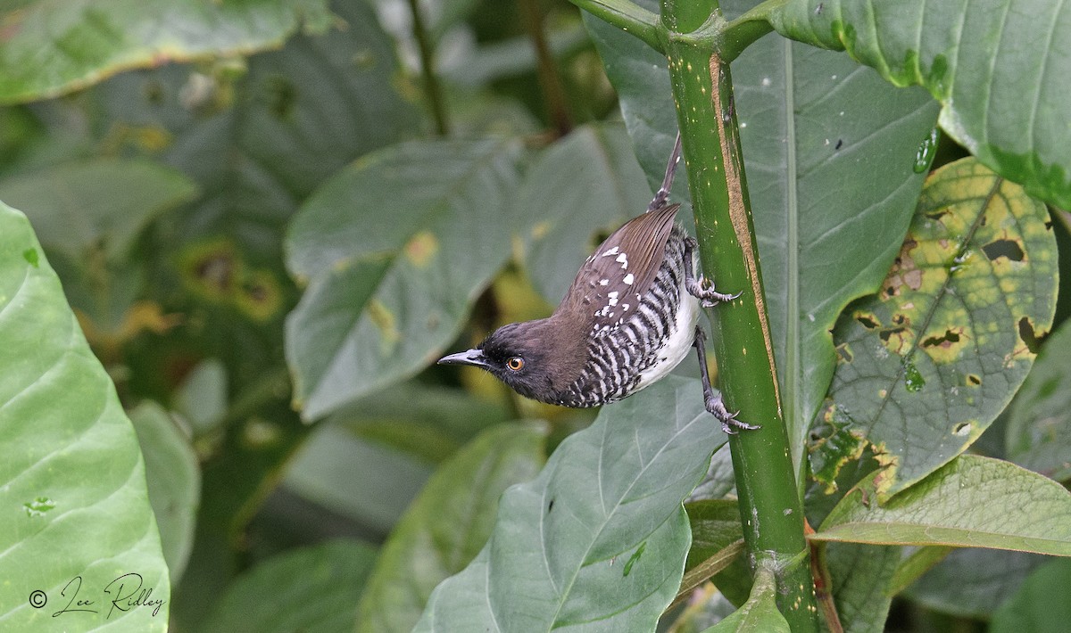Prinia rayée - ML630951541