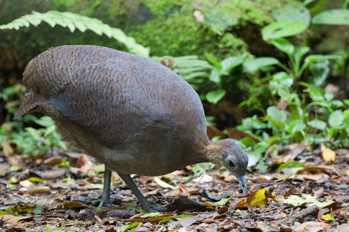 Solitary Tinamou - ML630951592