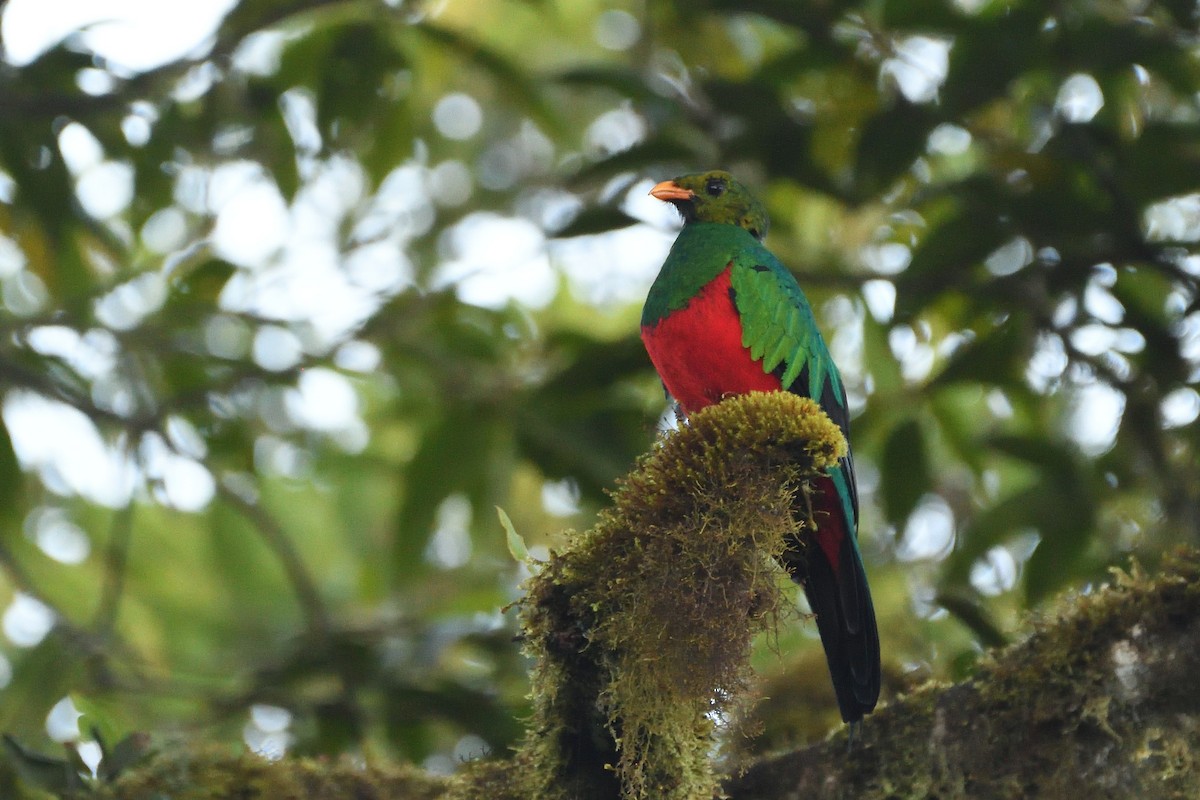 Golden-headed Quetzal - ML630951688