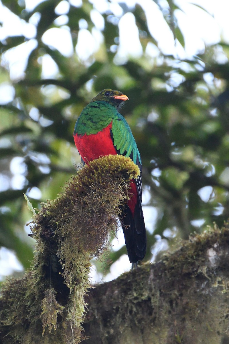 Golden-headed Quetzal - ML630951689