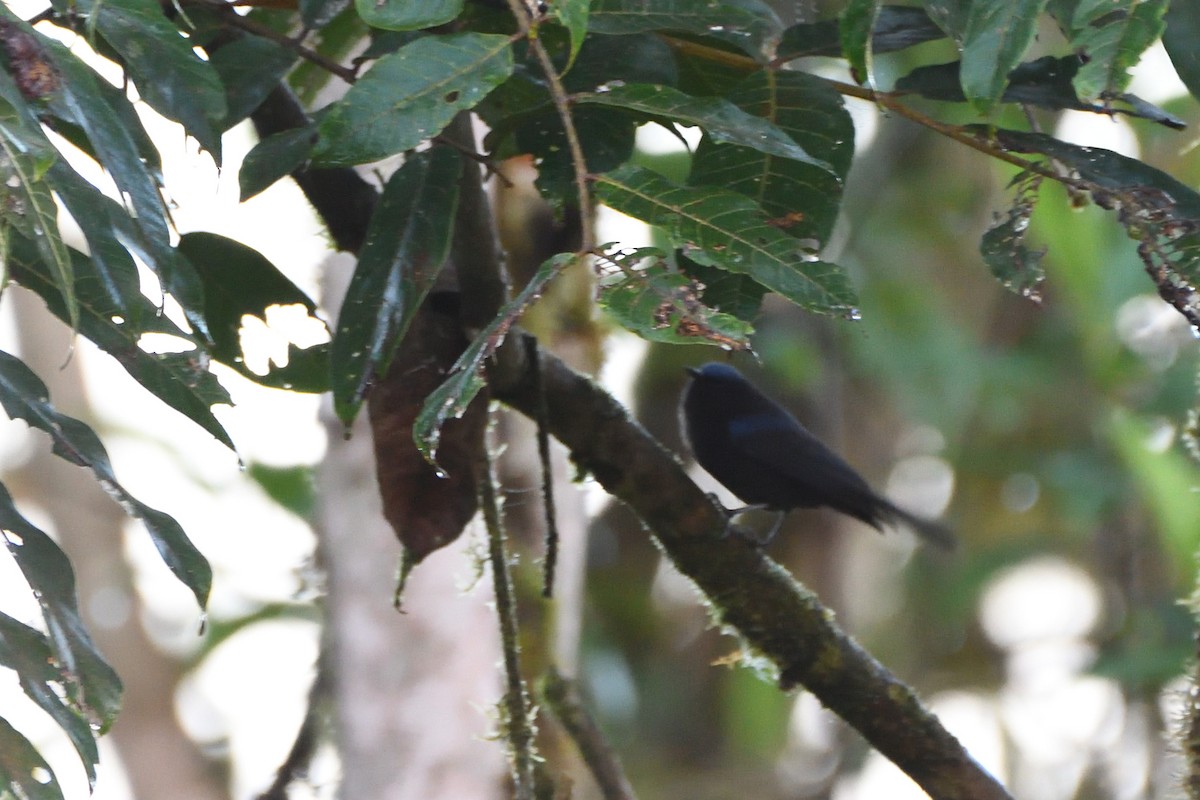 Capped Conebill - ML630951718