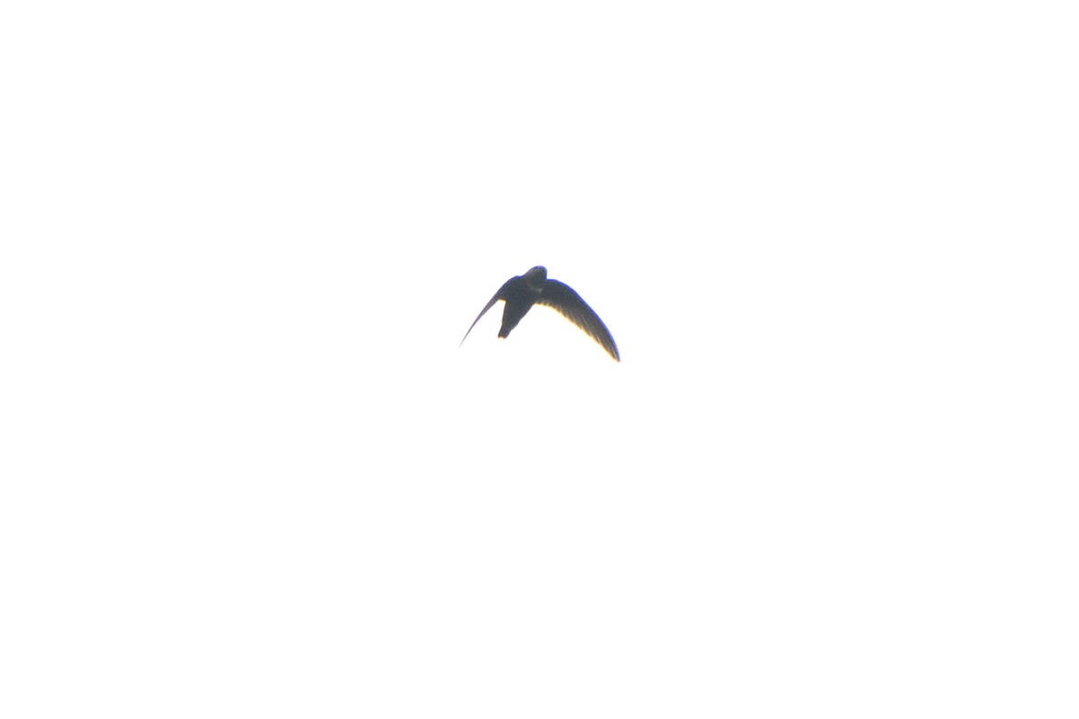 White-chested Swift - ML630951959