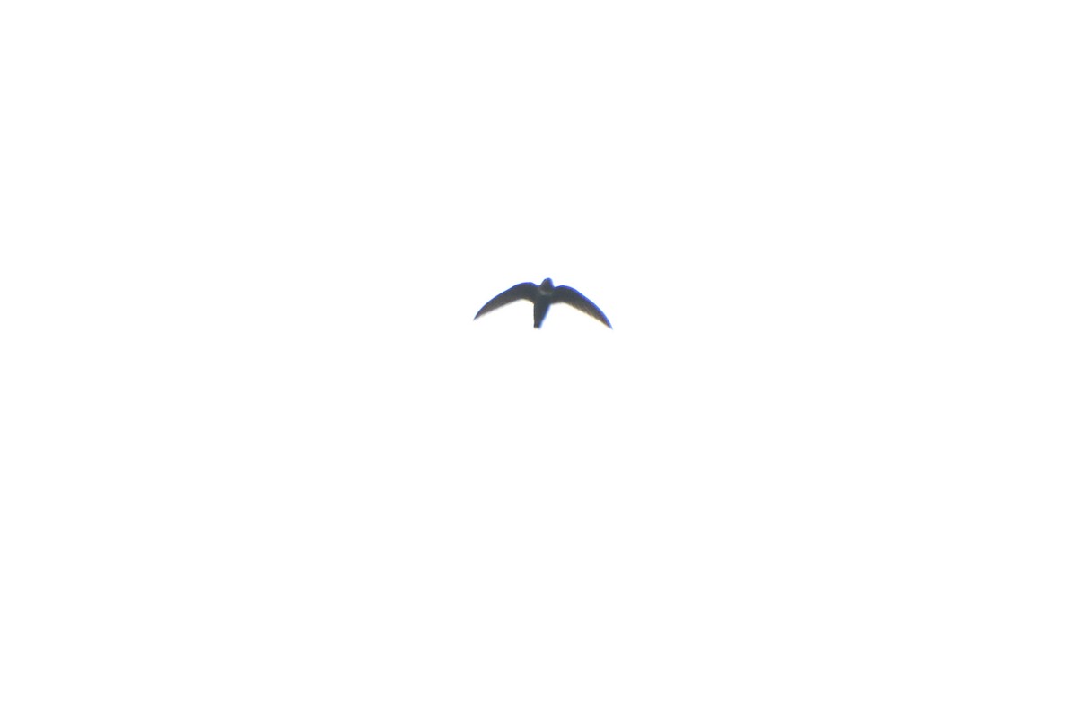 White-chested Swift - ML630951960