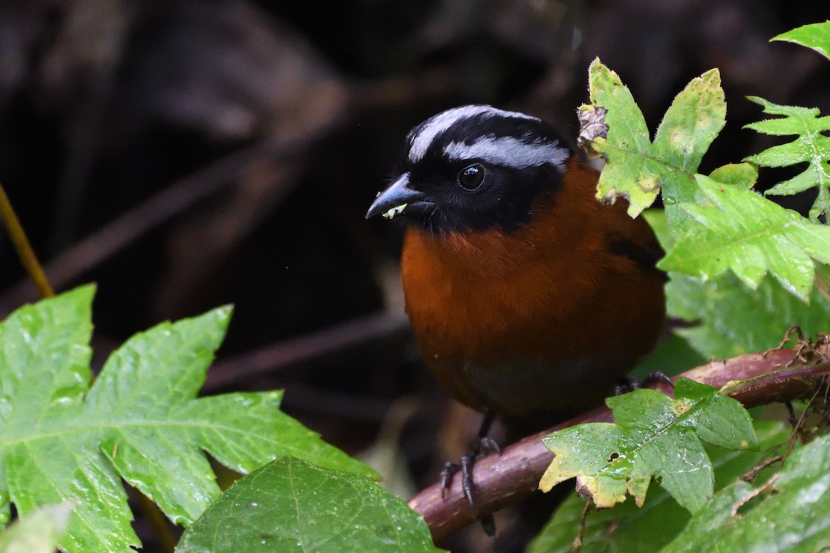 Tanager Finch - ML630951983