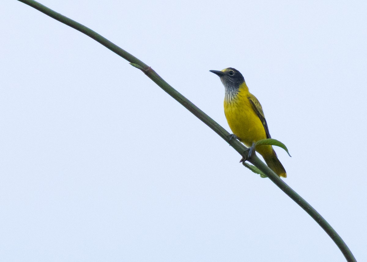 Black-hooded Oriole - ML630951986