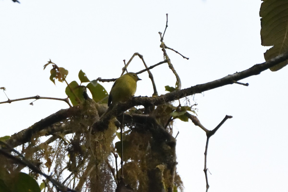 Flavescent Flycatcher - ML630951991