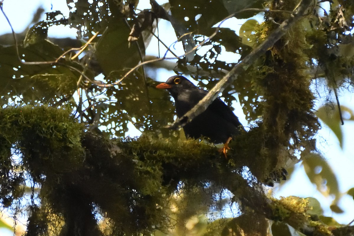 Glossy-black Thrush - ML630951998