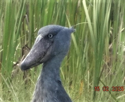 Shoebill - ML630952000