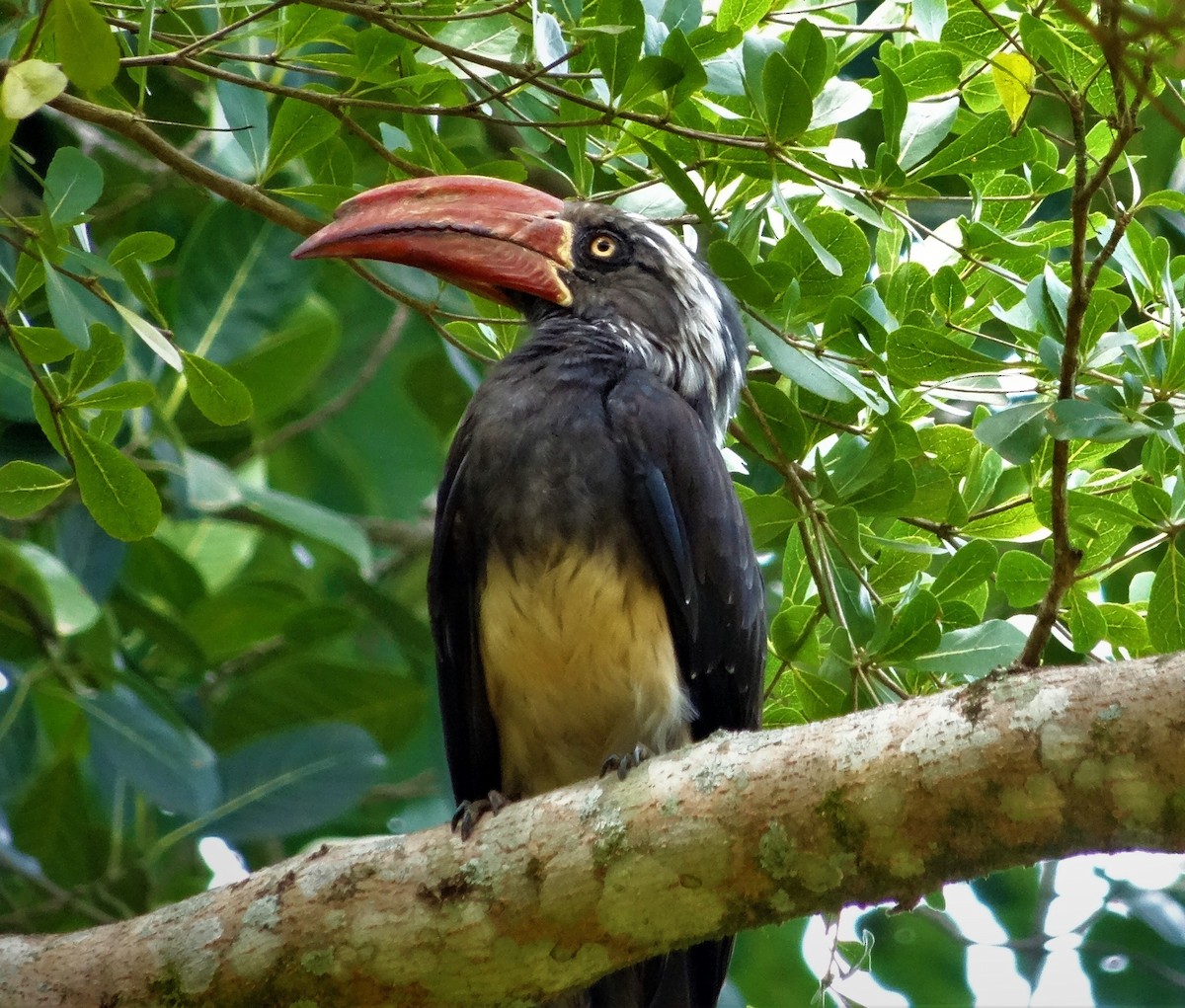 Crowned Hornbill - ML630952136