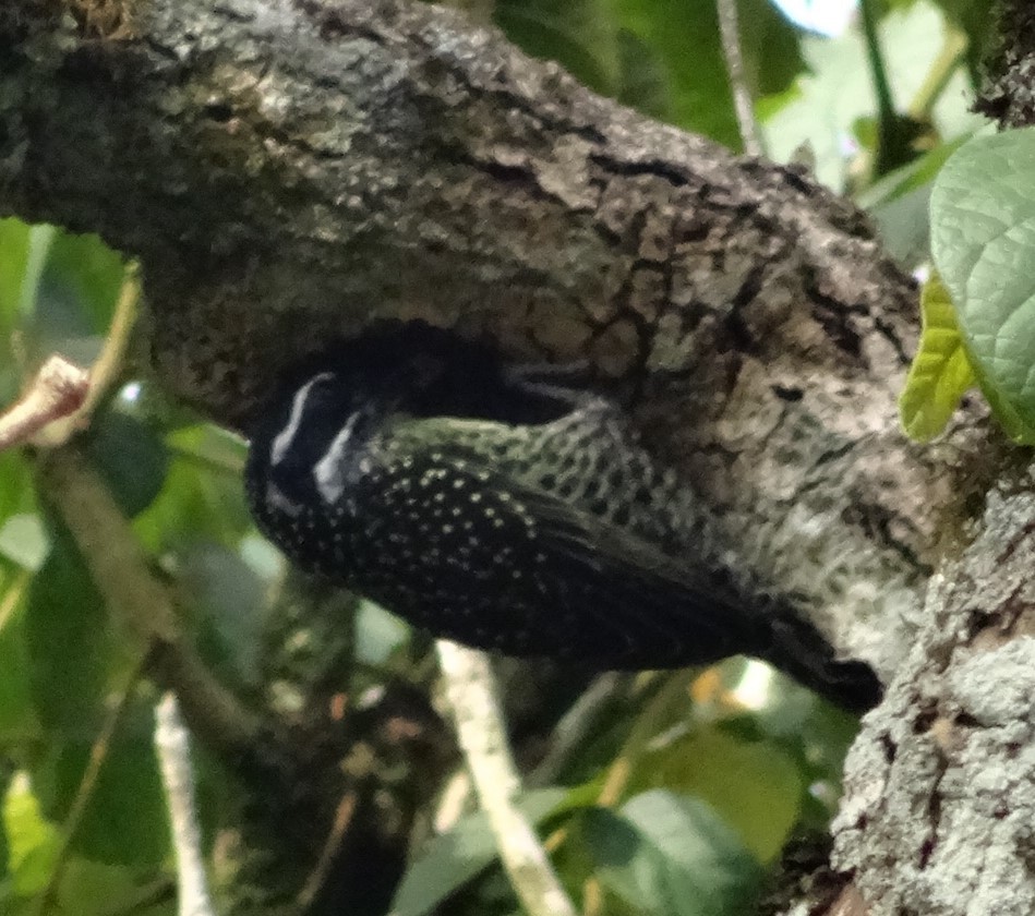Hairy-breasted Barbet - ML630952186