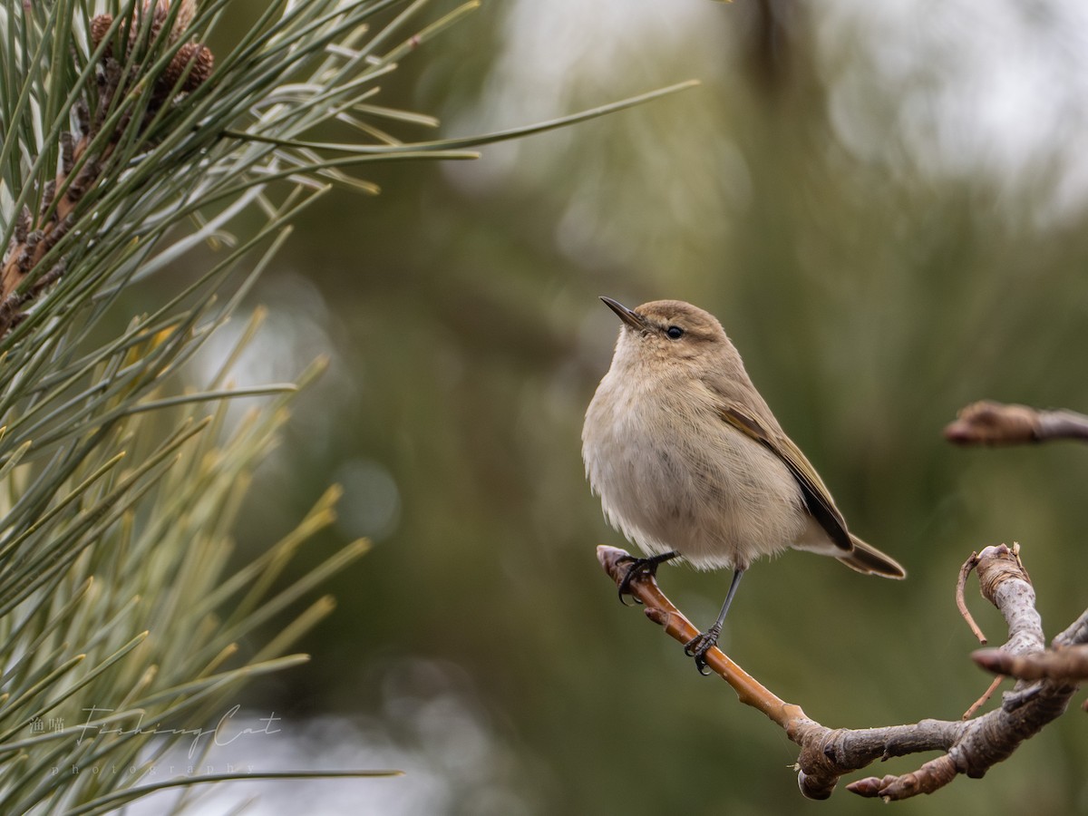 Common Chiffchaff - ML630952216