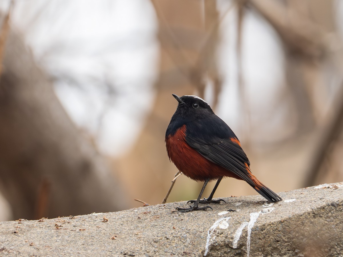 White-capped Redstart - ML630952242