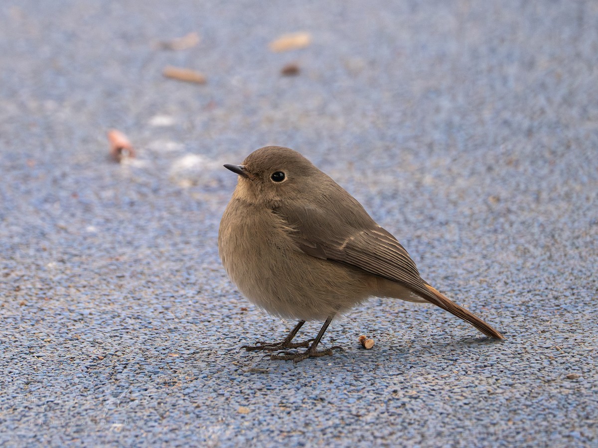 Hodgson's Redstart - ML630952248