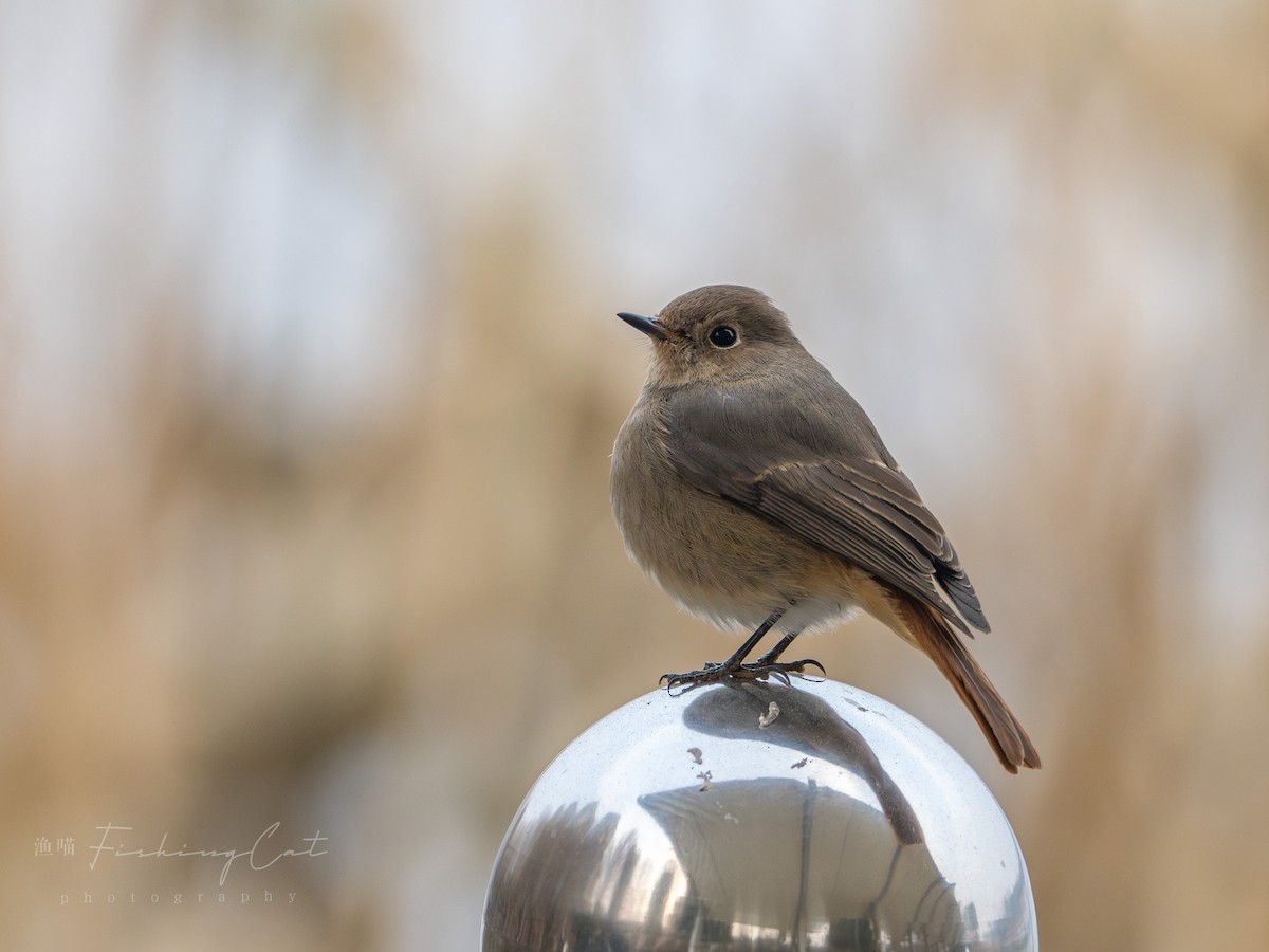 Hodgson's Redstart - ML630952249