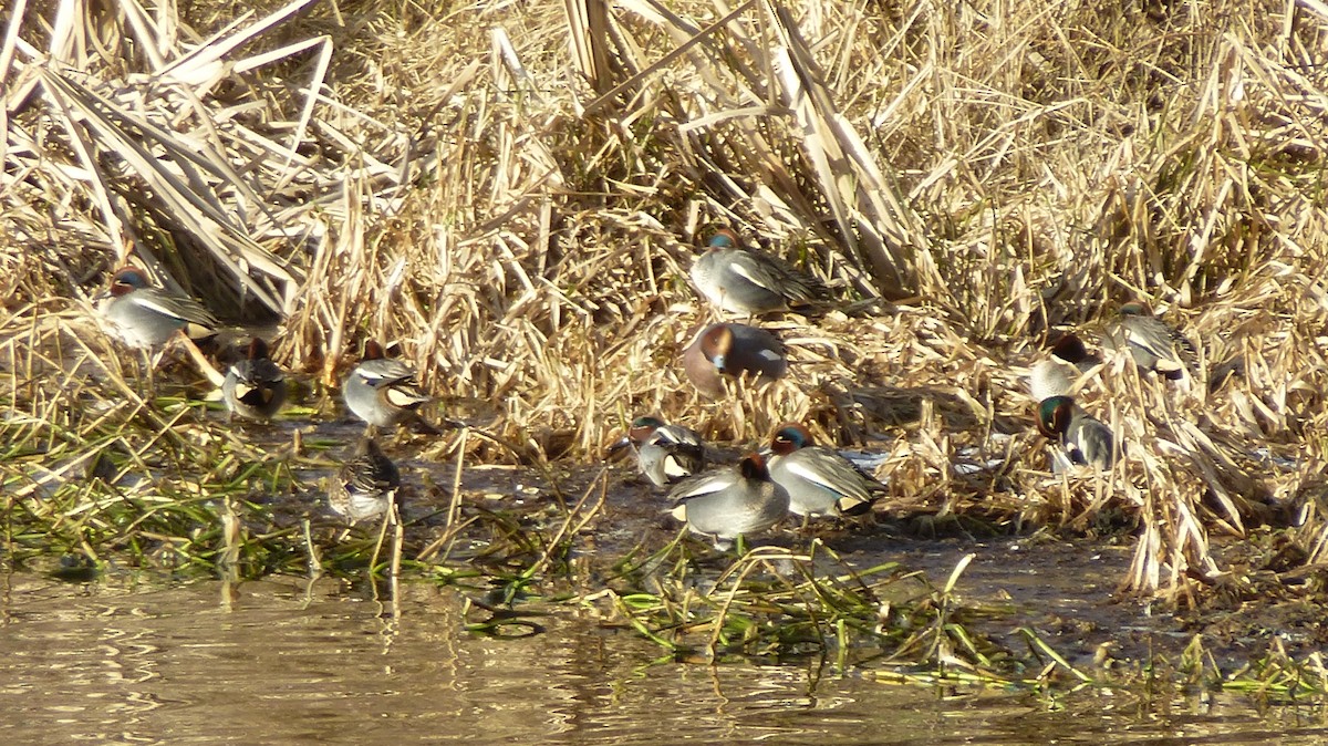 Green-winged Teal - ML630952387
