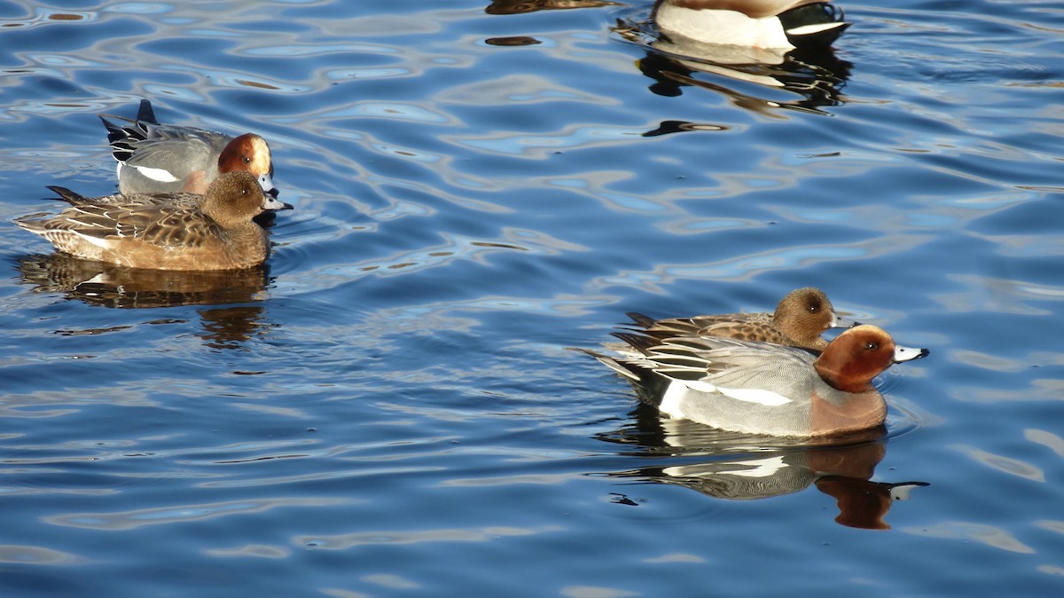 Eurasian Wigeon - ML630952415