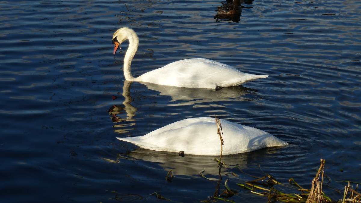 Mute Swan - ML630952421